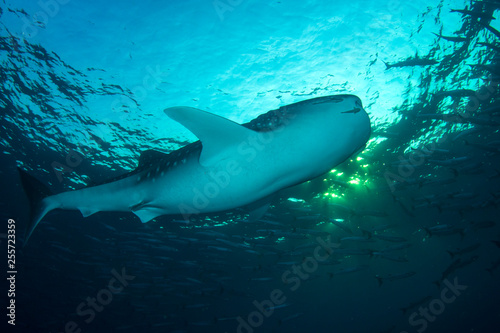 Whale Shark and school of Chevron Barracuda fish 