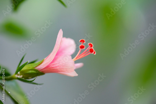 Hibiscus rosa sinensis  Snowflake Hibiscus  Shoe Flower  Chinese rose  Rosa mallow .