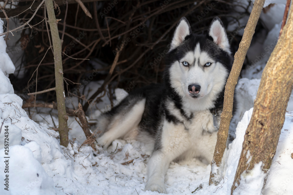 Dog lie on snow. Husky dog portrait on dark forest winter.