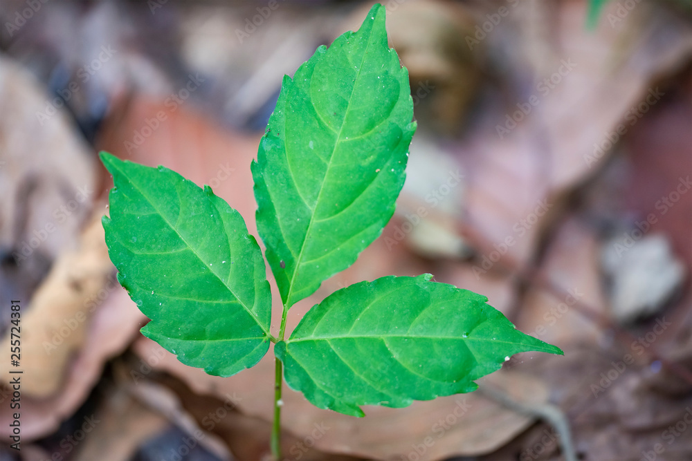 Green leaf on blurred background