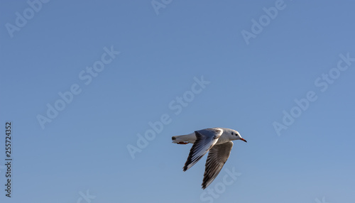 Seagull flying in a blue sky as a background