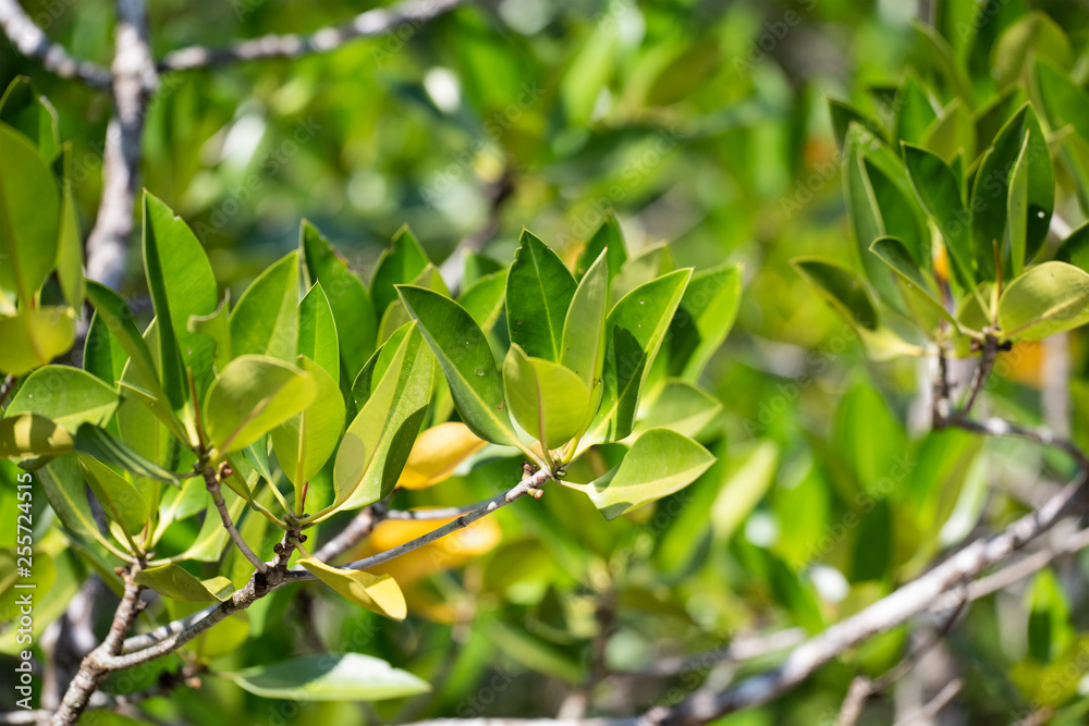 Leaves of mangrove trees close-up in natural light. Leaves of mangrove trees close-up in natural light.
