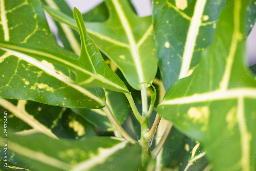 Green leaves of the plant Polyscias. Green leaves of the plant Polyscias.