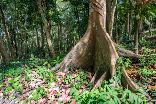 Ceiba tree in the rainforest.