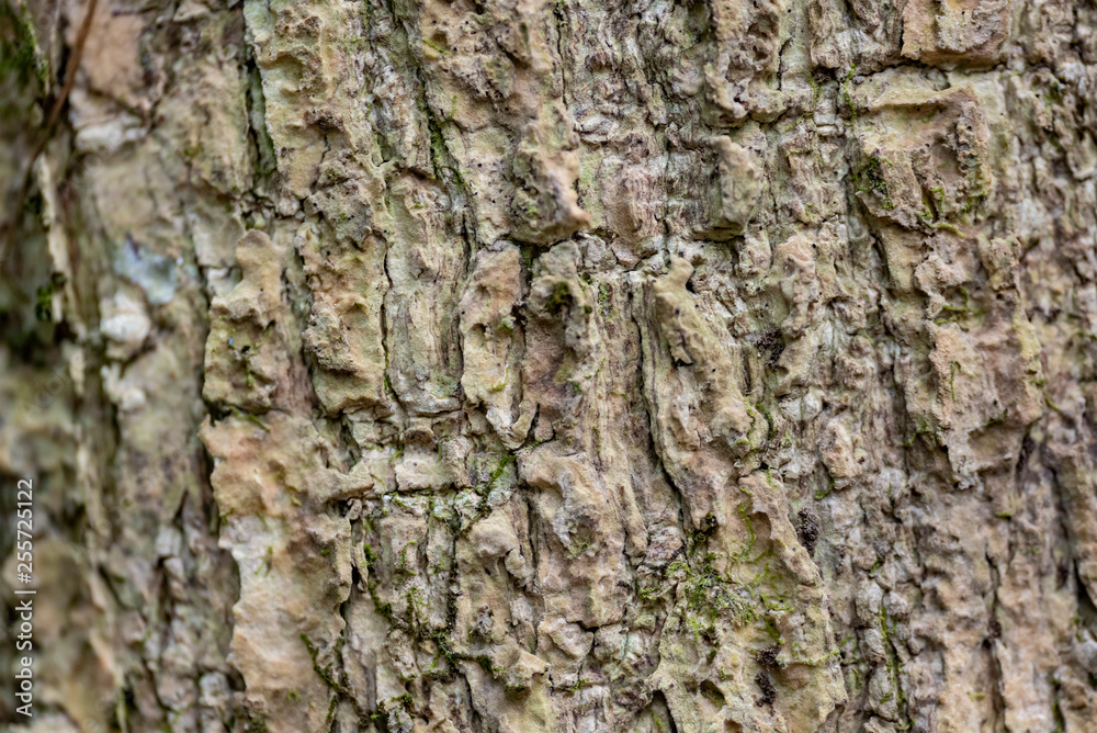 The bark of the mighty Ceiba tree close-up. The bark of the mighty Ceiba tree close-up.