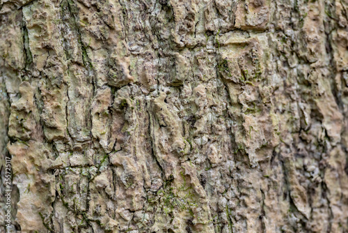 The bark of the mighty Ceiba tree close-up.