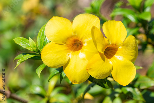 Yellow flower of Allamand plant  Allamanda cathartica  closeup.