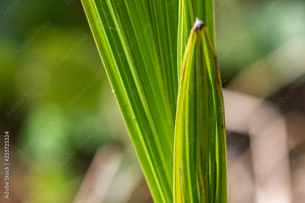 Obraz premium Palm grows from fallen coconut.