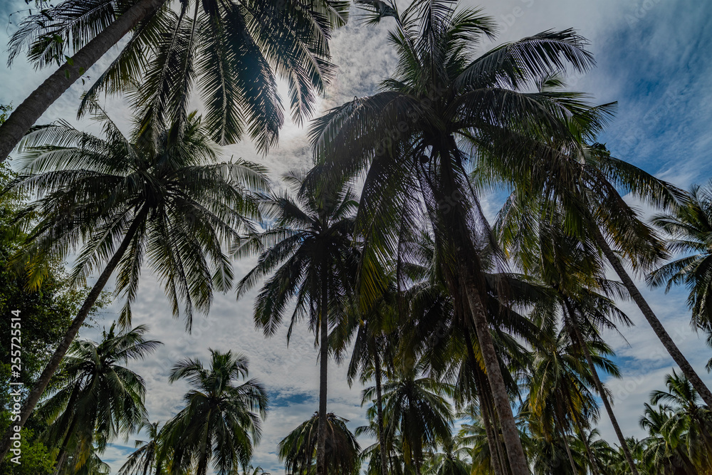 Fototapeta premium Bottom view of tall palm trees against a blue sky.