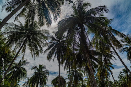 Bottom view of tall palm trees against a blue sky. © faustasyan