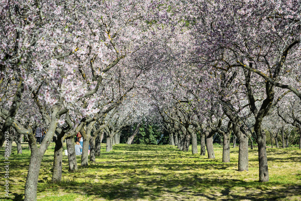 Almond trees blossoming in Quinta de los Molinos park in Madrid Almond trees blossoming in Quinta de los Molinos park in Madrid