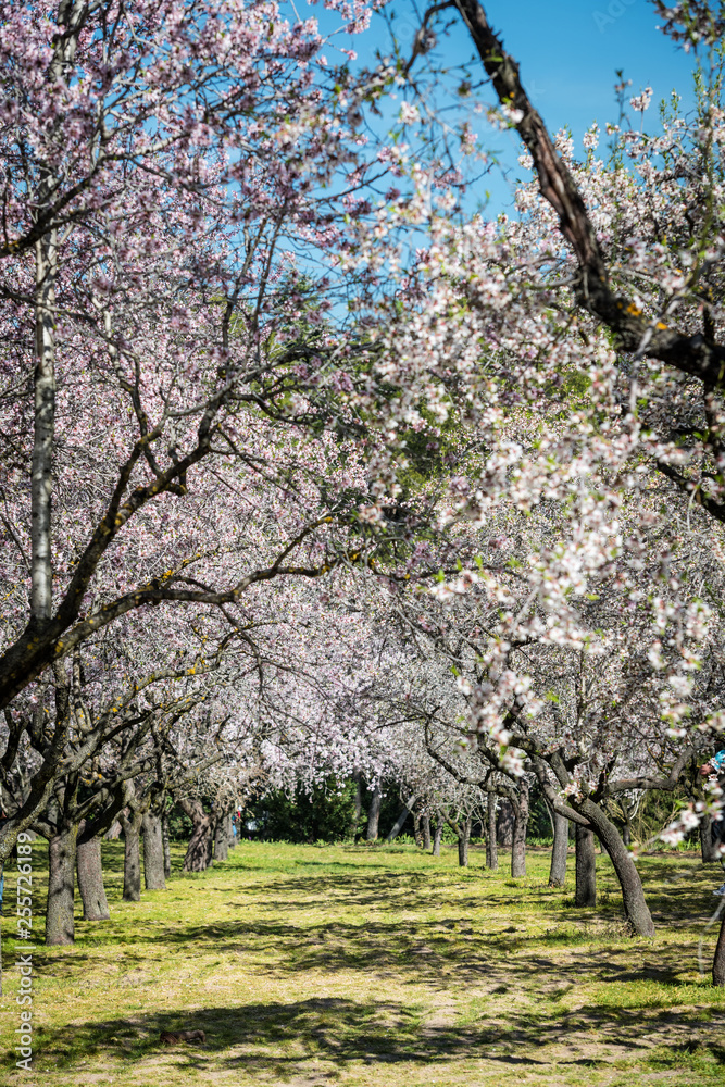 Almond trees blossoming in Quinta de los Molinos park in Madrid Almond trees blossoming in Quinta de los Molinos park in Madrid