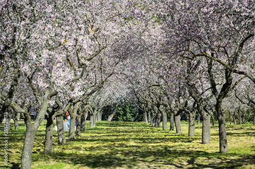 Almond trees blossoming in Quinta de los Molinos park in Madrid