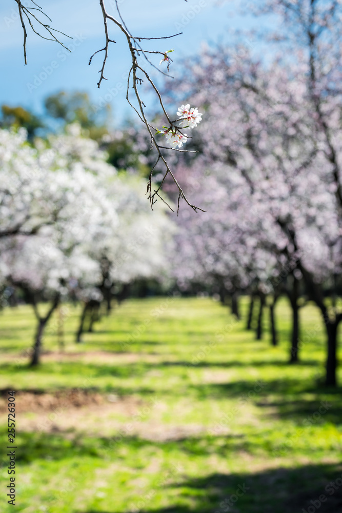 Almond trees blossoming in Quinta de los Molinos park in Madrid