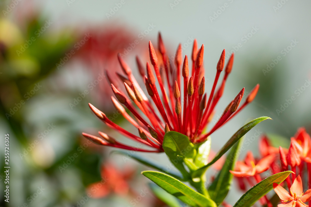 Beautiful red flowers of the plant Ixora chinensis in natural light.