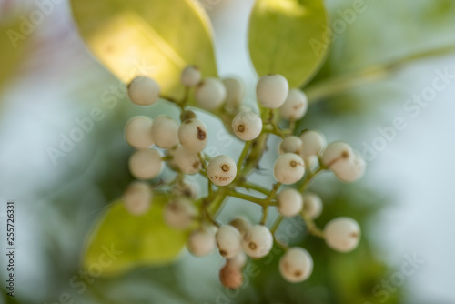 Evergreen Calophyllum plant close-up with natural lighting.