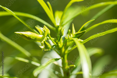 Thevetia peruviana  Cascabela thevetia  - plant in nature  close-up. Thailand  Koh Chang Island.