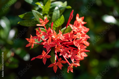 Beautiful red flowers of the plant Ixora chinensis in natural light. photo