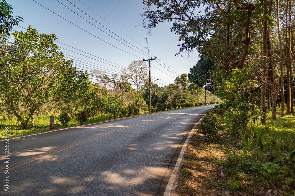 Asphalt road between the plantations of Hevea.
