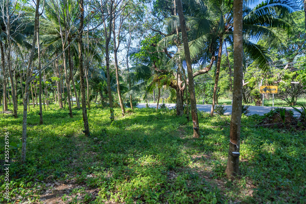 Wide viewing angle of the plantation Gevea for collecting juice. Wide viewing angle of the plantation Gevea for collecting juice.