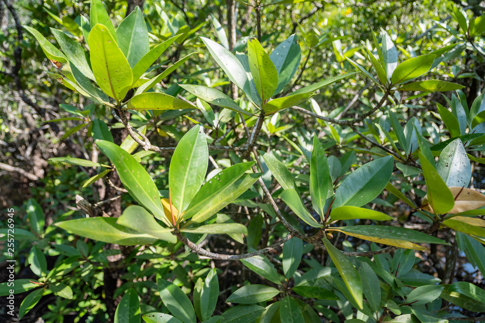 Mangrove leaves in natural light.