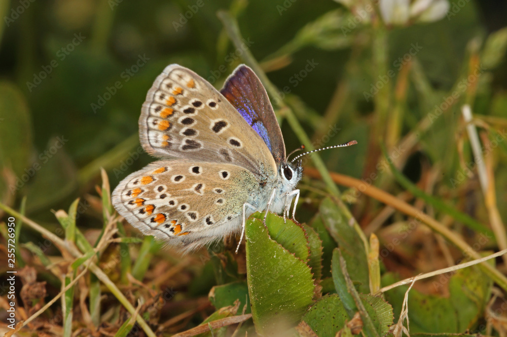 Fototapeta premium Polyommatus icarus (ROTTEMBURG, 1775) Hauhechel-Bläuling, Weibchen DE, RLP, Starkenburg, Mosel 23.05.2015