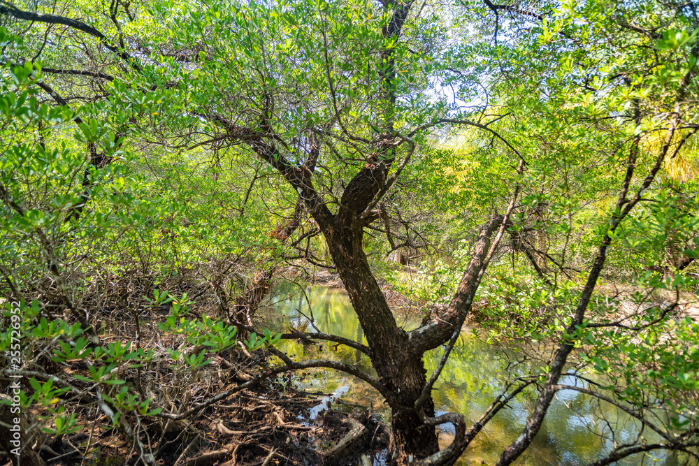 Mangrove forest on Koh Chang island, Thailand. Mangrove forest on Koh Chang island, Thailand.