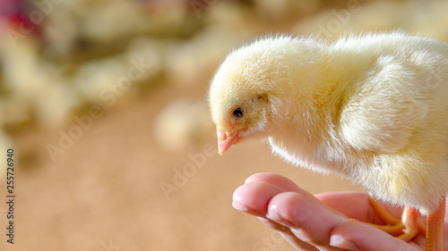 Fotografija Little cute Chicken chick in hand of Animal husbandry