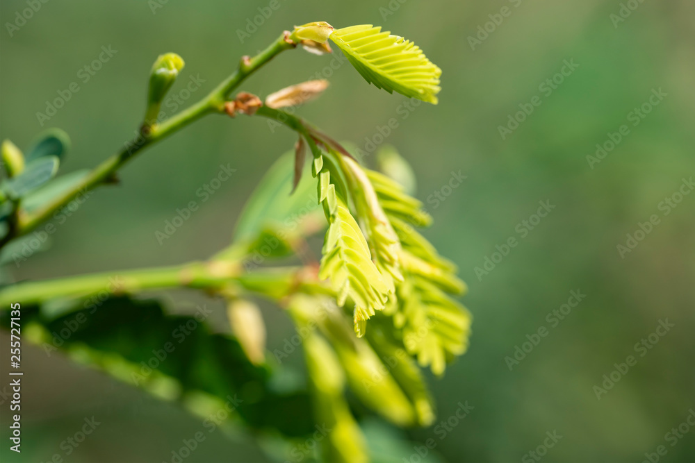 Green leaves of tamarind in nature. Close-up. Thailand, Koh Chang Island. Green leaves of tamarind in nature. Close-up. Thailand, Koh Chang Island.