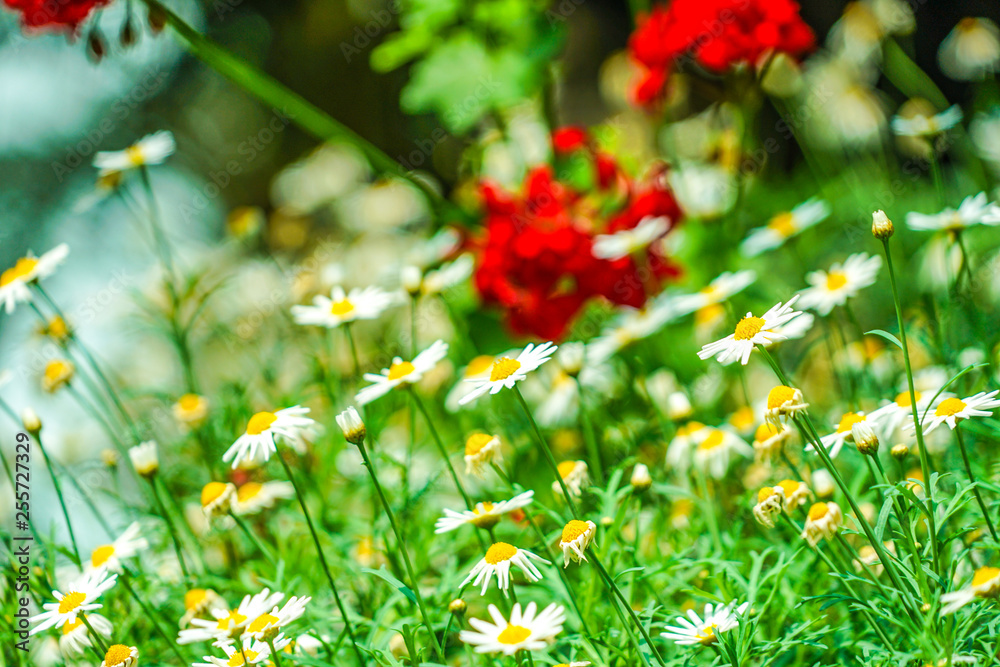 白と黄色の花 デイジー マーガレット カモミール Stock 写真 Adobe Stock