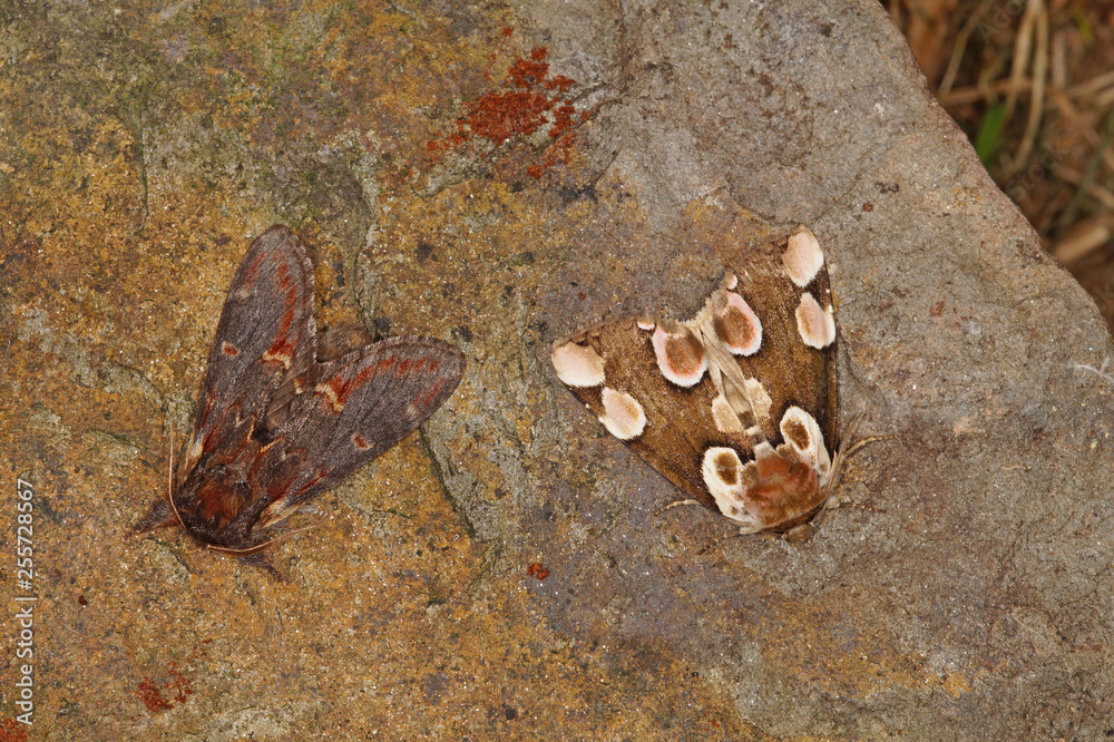 Thyatira batis (LINNAEUS, 1758) , Notodonta dromedarius Rosen-Eulenspinner, Roseneule mit Notodonta dromedarius DE, RLP, Kröv, Mosel 23.05.2015