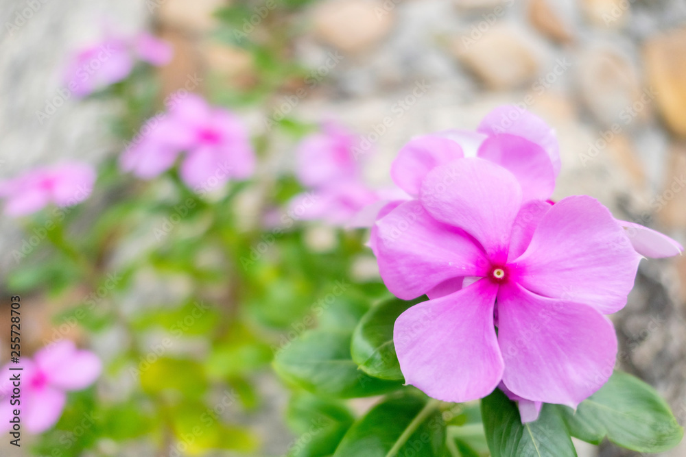 Purple Rosy periwinkle flower with stone background