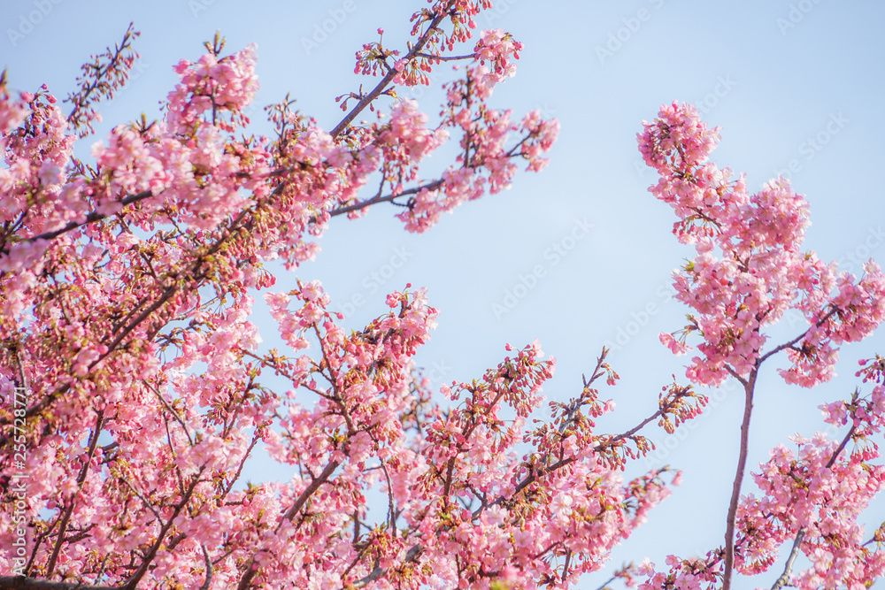 三浦海岸の河津桜