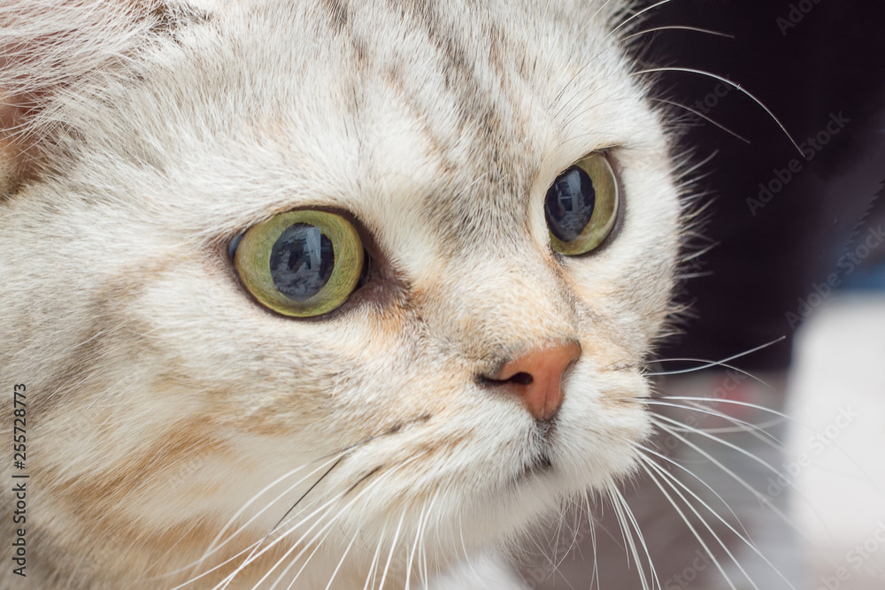 Portrait of a cat, closeup