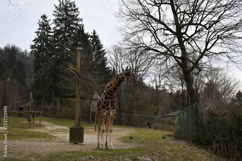Photography giraffe