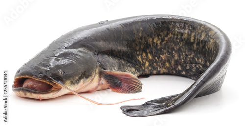 Tableau sur toile Wild fresh catfish.