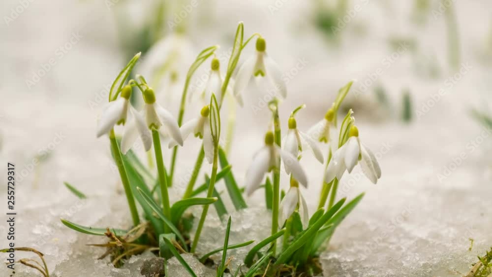 Snow is melting and gentle snowdrops blooming fast in early spring