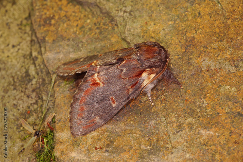 Notodonta dromedarius Dromedar-Zahnspinner DE, RLP, Kröv, Mosel 23.05.2015 photo