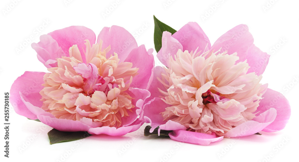 Pink beautiful peony. Pink beautiful peony.