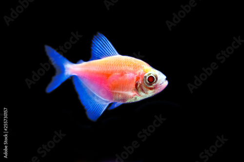 Red fish of ternetia on black background © ArtEvent ET