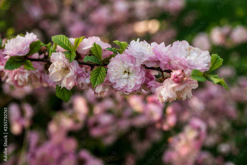 cherry blossom sakura in spring close up