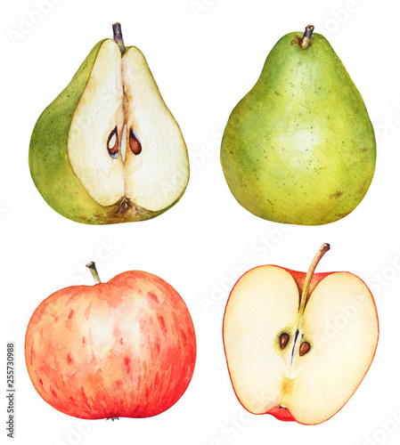 Watercolor hand drawn pears and apples on white background