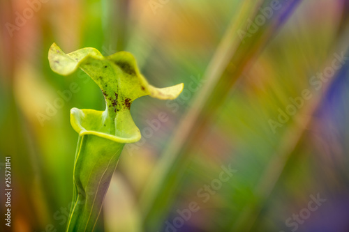 The yellow pitcher plant, Sarracenia flava. Close up of carnivorous plant with copy space.