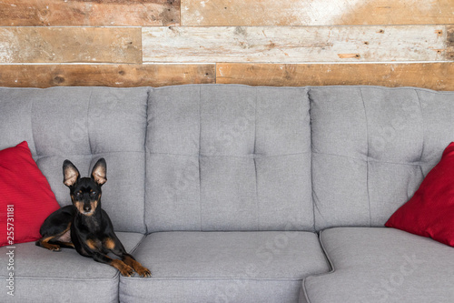 Pinscher dog laying in the couch