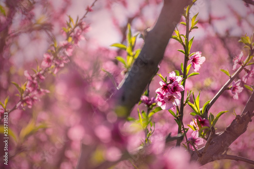 Peach tree in bloom, with pink flowers at sunrise. Aitona. Alcarras. Torres de Segre. Lleida. Spain. Agriculture. Flower close-up. Bokeh effects, © Isilvia