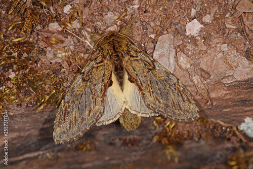 Peridea anceps (GOEZE, 1781) Eichen-Zahnspinner DE, RLP, Reil (Mosel) 23.05.2015 photo