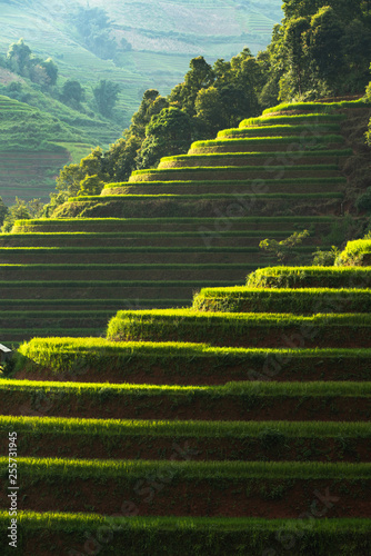 Fototapeta Naklejka Na Ścianę i Meble -  Rice terrace Mountains in Mu can chai, Vietnam