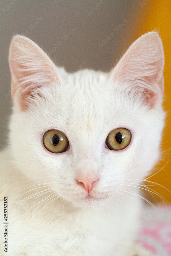 Portrait of Pure White Cat front view