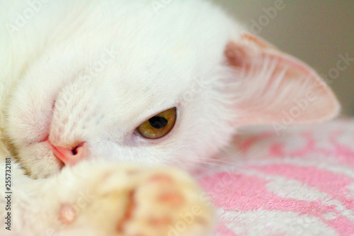 Portrait of Pure White Cat front view