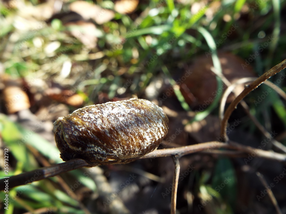 カマキリの卵 egg
